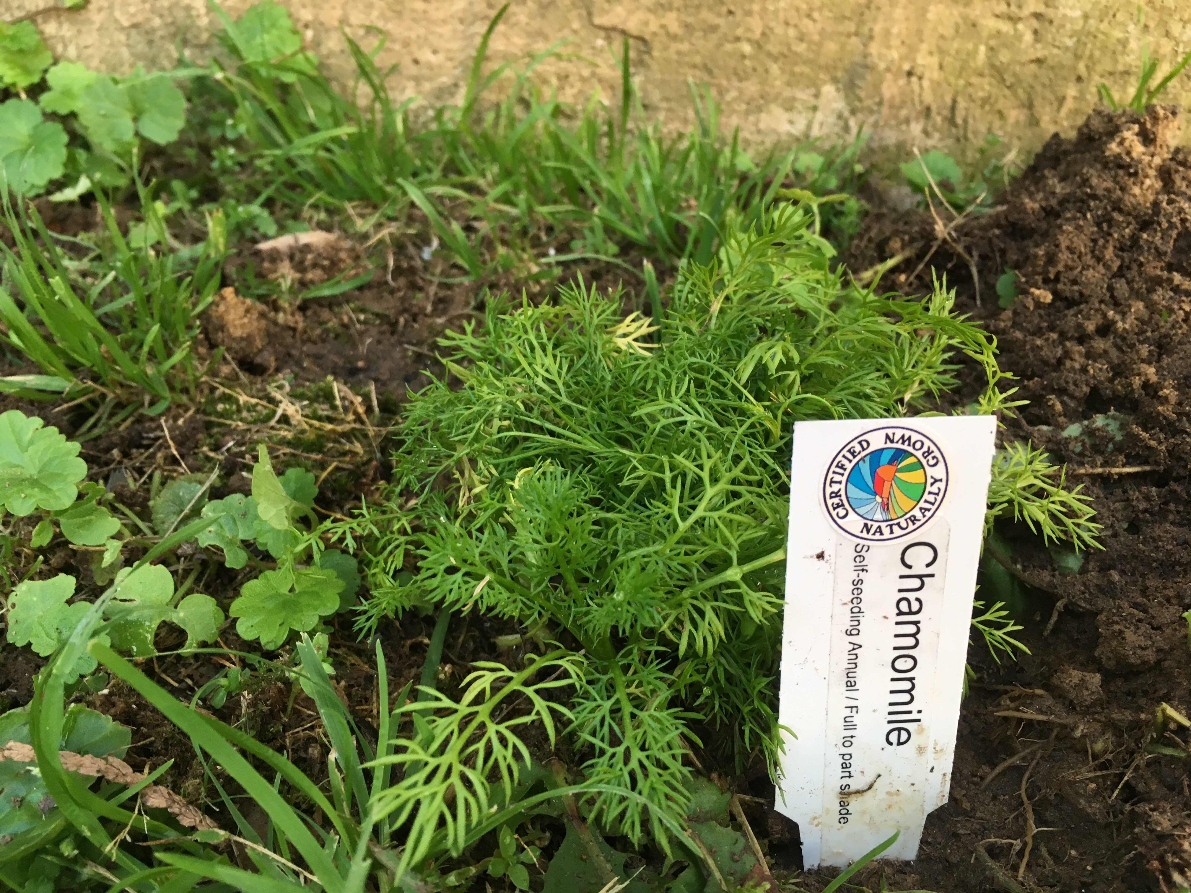 Very small camomile plant without flowers (so far)