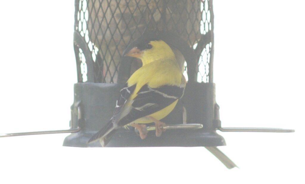 Male Gold Finch at a bird feeder, looking over his shoulder